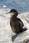 Shag chick, Inner Farne, England by Dave Banks