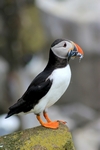 Puffin, Inner Farne, England by Dave Banks