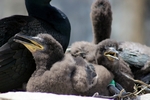 Shag with chicks, England by Dave Banks