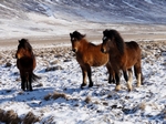 Icelandic Horses, Iceland by Dave Banks
