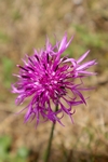 Greater Knapweed, Fife by Dave Banks