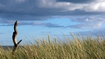 St Cyrus Beach, Grampian by Dave Banks